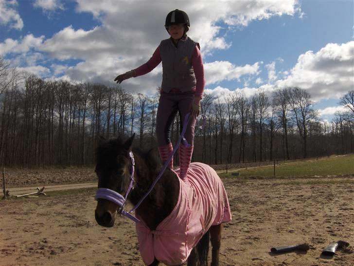 New Forest Pichan R.I.P. - Står på hende (: billede 17