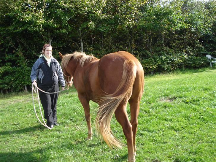 Quarter Pretty Sugar Sandy - se hvor lækker jeg ser ud bag fra :) det er min søster der står med hende billede 3