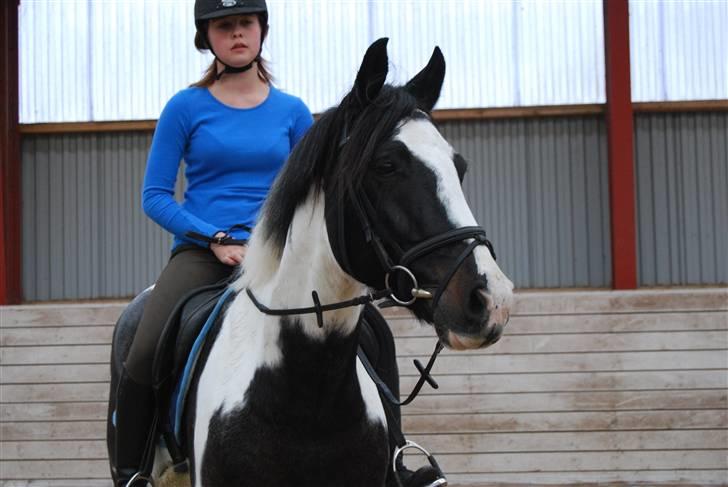 Anden særlig race Shannon *Gammel part* - (: [ Foto : Elisabeth ] billede 4
