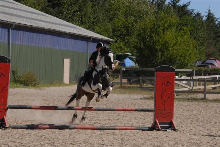 Anden særlig race Shannon *Gammel part* - Shannon i hopla, med ejer Ditte Marie på ryggen (: billede 7