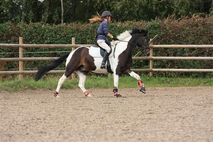 Anden særlig race Pingo - 19# Galop til undervisning :D - foto : Klaus (Kathrine´s far) billede 19