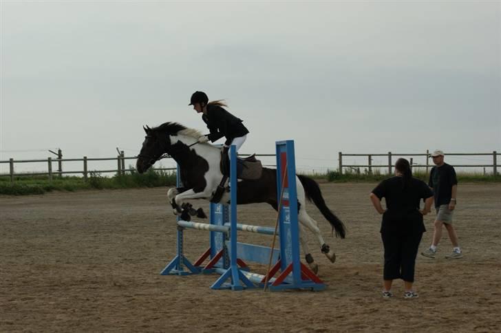 Anden særlig race Pingo - 20# LC i HDR - ikke særlig godt stævne :(, han låste total i ryggen, men har fundet ud af hvad jeg skal gøre (:  billede 20