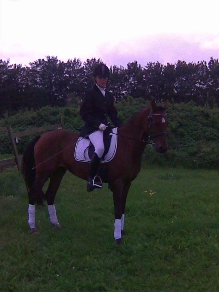 Welsh Pony (sec B) Hynder Hoeves Amon død :'( - til stævne - på opvarmningen billede 8