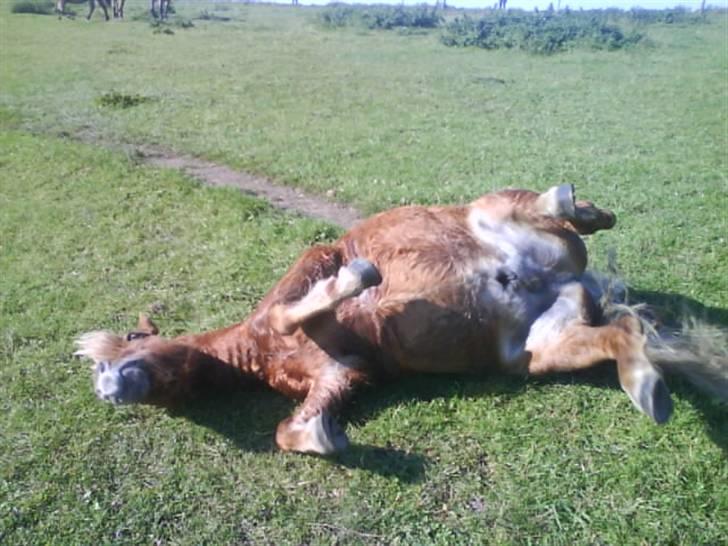 Shetlænder Klaus - rulle rulle <3 billede 8