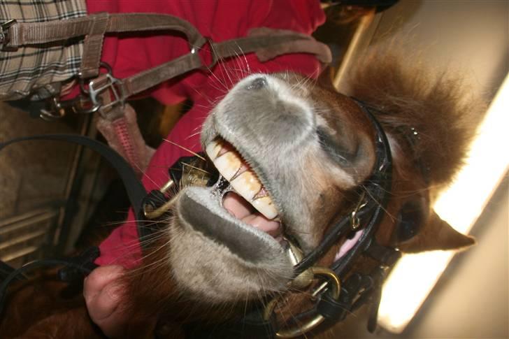 Shetlænder Klaus - du er altid så flot når du smilede<3 billede 9