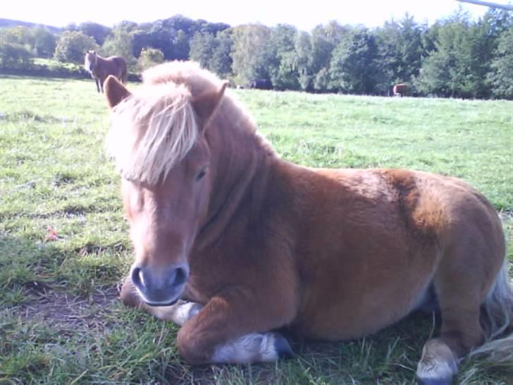 Shetlænder Klaus - mesterfotografen signe koldbro, det betyder så meget for mig det der billede,  jeg kunne ikke få et billede af ham, når han lå ned :)<3 billede 10