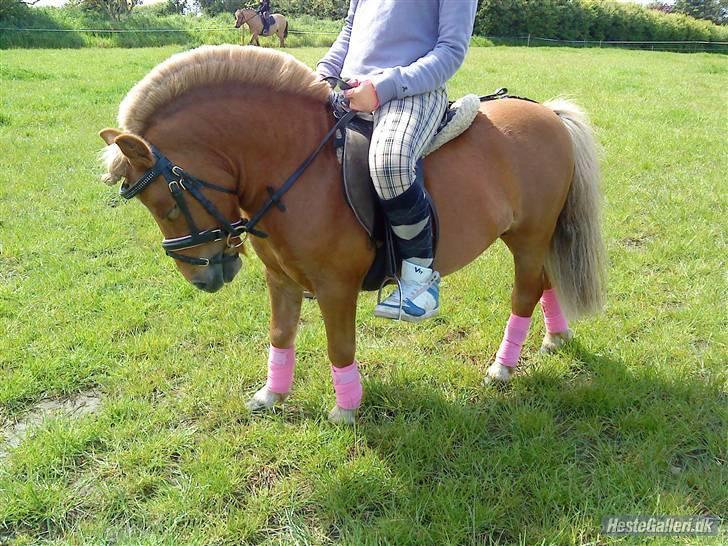 Shetlænder Klaus - verdens smukkeste ponny<3 billede 11