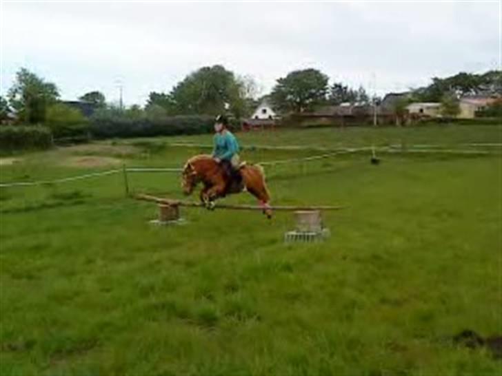 Shetlænder Klaus - spring igen (Signe springer) <3<3<3 billede 12