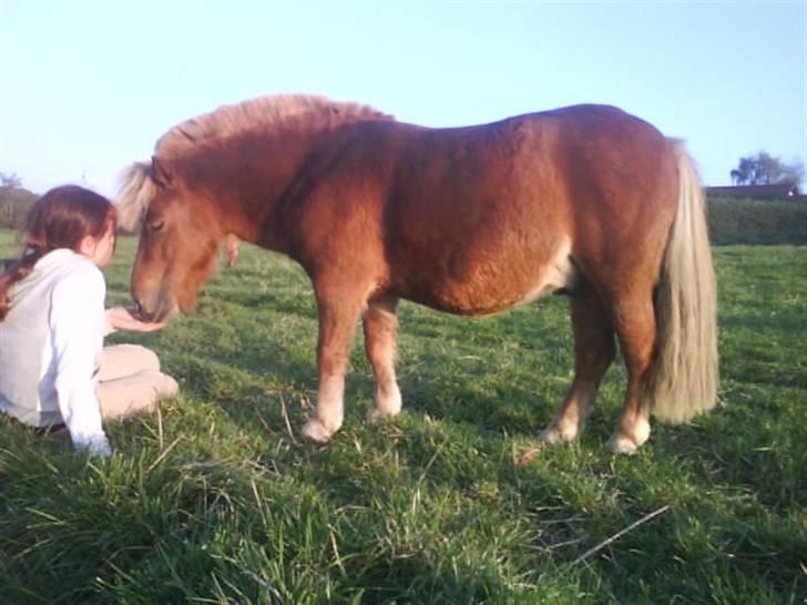 Shetlænder Klaus - elsker dig af hele mit hjerte <3 billede 13