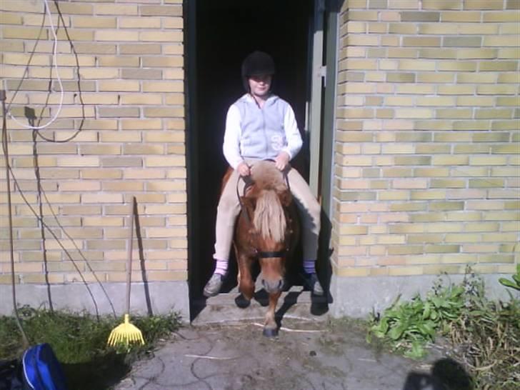 Shetlænder Klaus - rad næsten altid dig ud på marken <3 billede 14