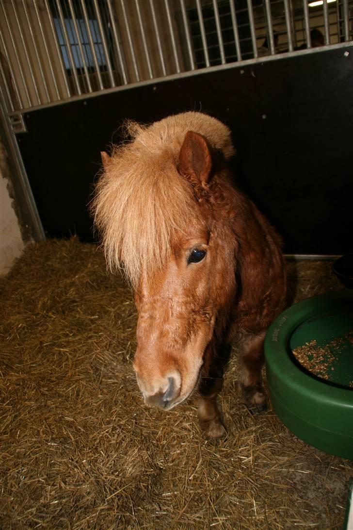 Shetlænder Klaus - jeg håber snart jeg kan komme op og besøge dig skat, for jeg har ikke savnet en hest mere som jeg savner dig, 
dig medley alt for mig<3 billede 15