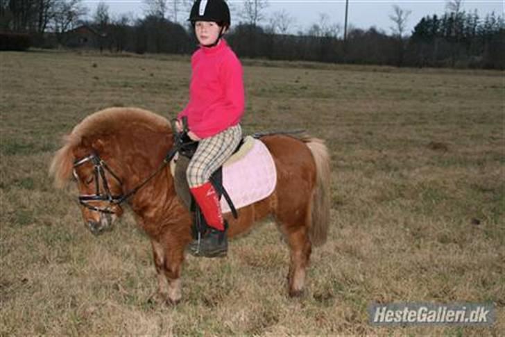 Shetlænder Klaus - du kunne få en op når man føldet sig nede <3 billede 16