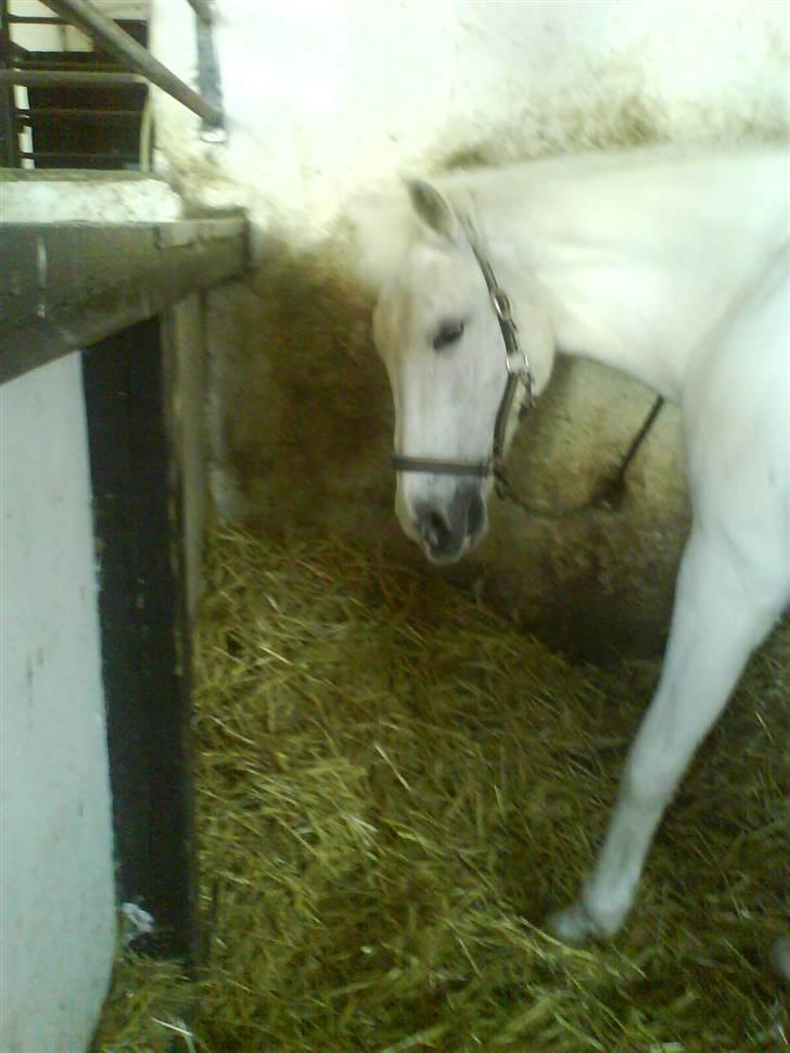 Pinto Charming Lady<3 Solgt :'( - 1, Velkommen til Lady´s profil.lady siger hej til dig :) billede 1