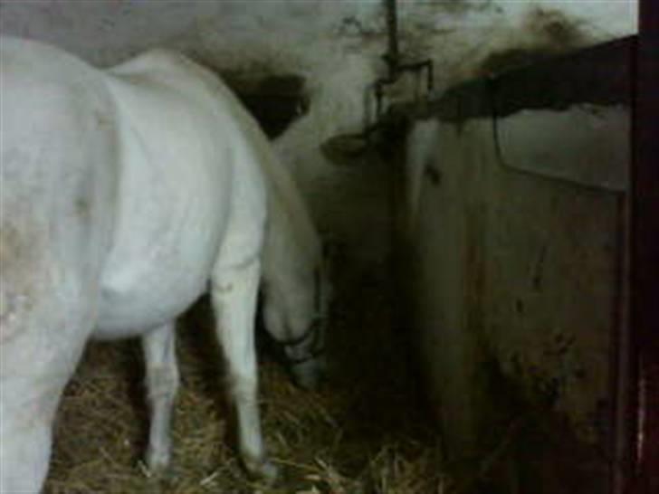 Pinto Charming Lady<3 Solgt :'( - 2, lady i sin boks billede 2