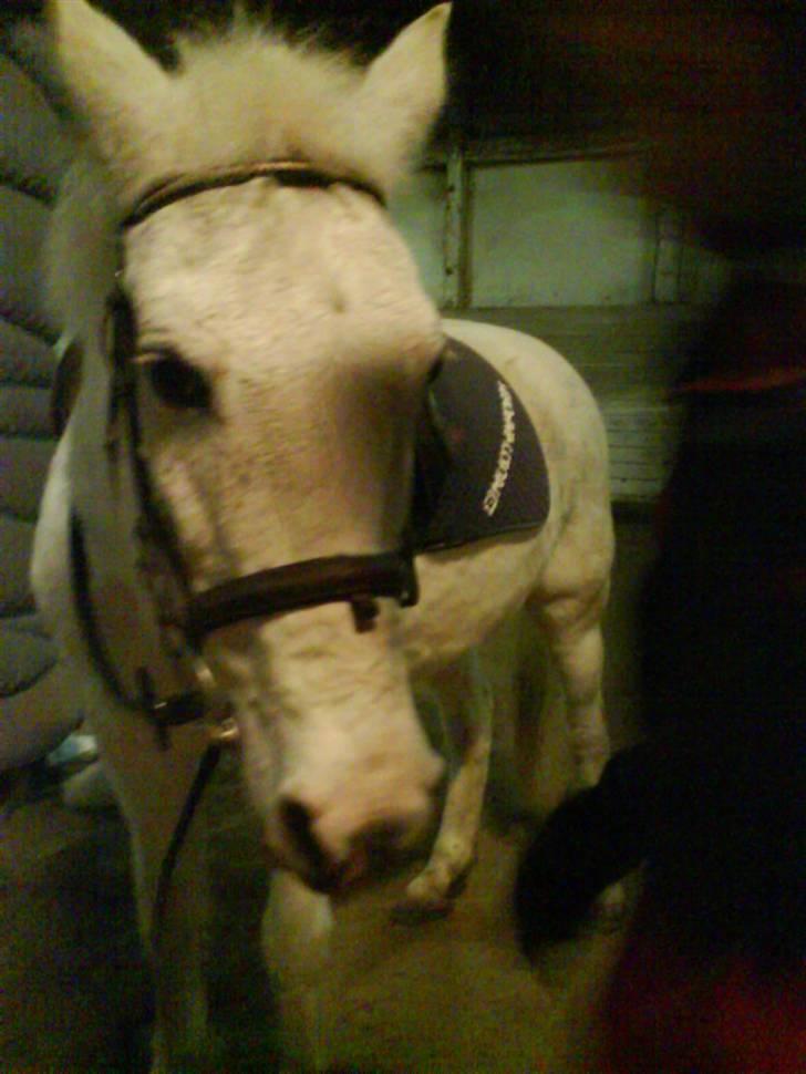 Pinto Charming Lady<3 Solgt :'( - 3, lady efter ridetime billede 3