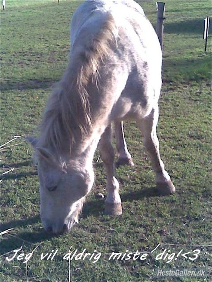 Anden særlig race Bella <3 - Billede nr.:7* Søde Bella på fold :) billede 7