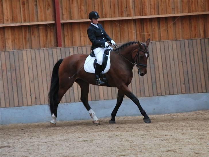 Oldenborg Cornelia - Opvarmning stævne billede 7