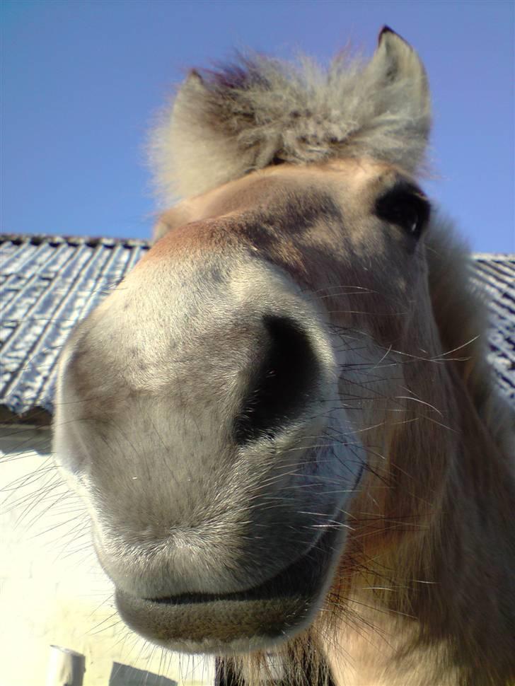 Fjordhest Bellis  - Thihi ! :D billede 18