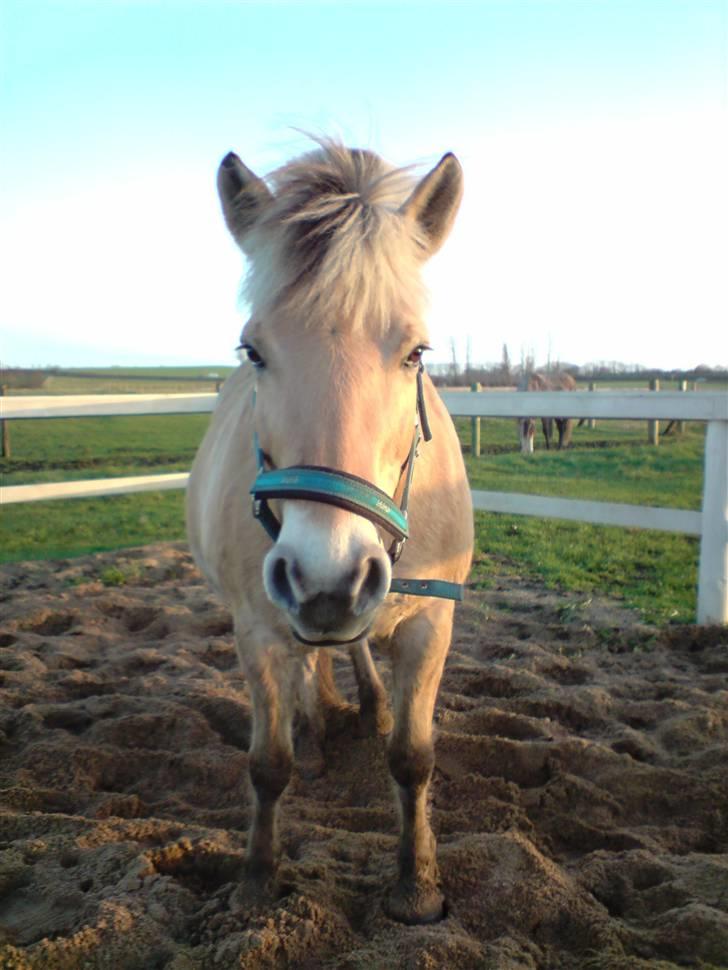 Fjordhest Bellis  - lidt leg på banen :) billede 19