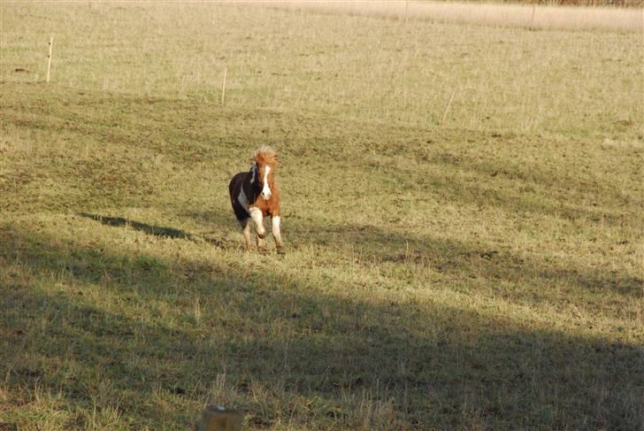 Islænder Falleg fra Thorsvighus - Falleg i fuld fart på folden :D hun var lidt bagud :) foto: miig :D billede 18