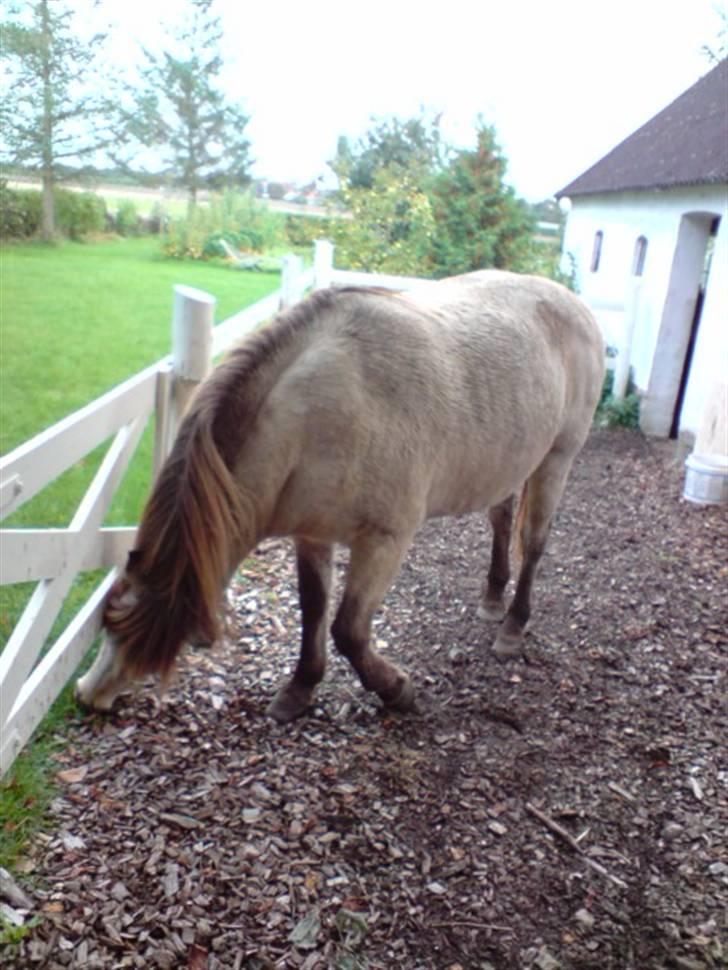 Anden særlig race Hekla  billede 15