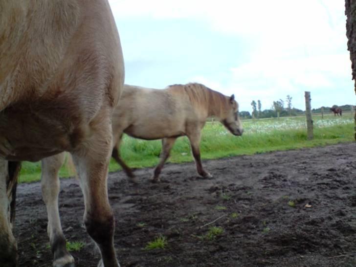 Anden særlig race Hekla  billede 16