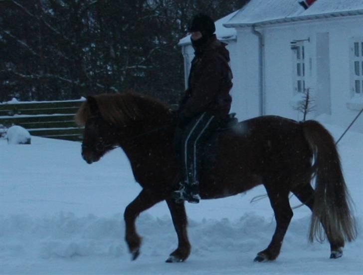 Islænder Jófrid fra GL.essenrup. billede 10