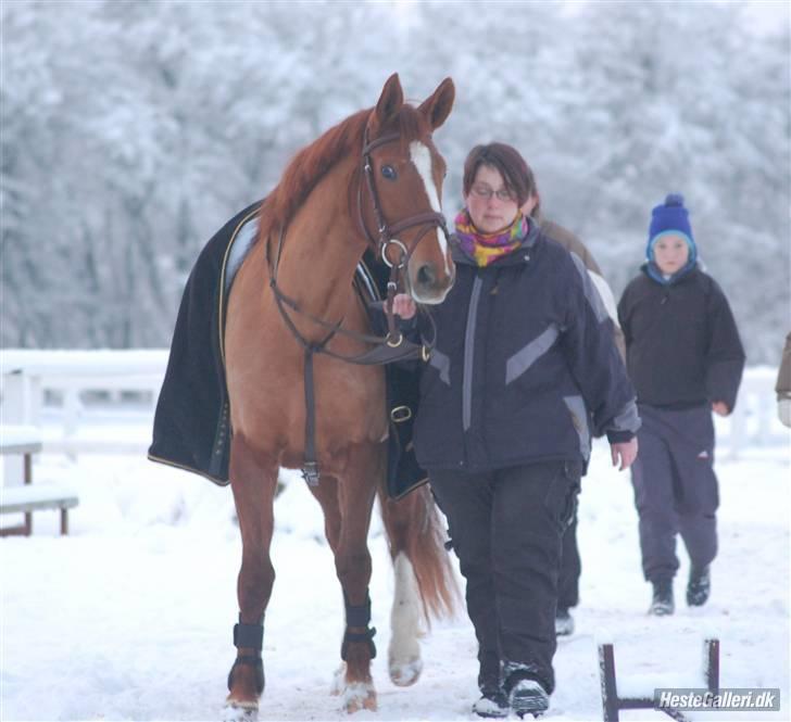 Anden særlig race Red Alert SOLGT :'/ - Red og mor på vej til opvarmning i sindal.. billede 4