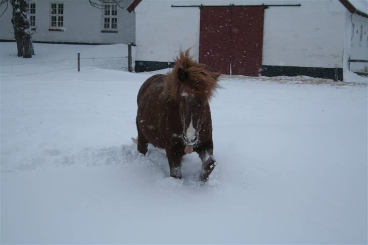 Islænder Jófrid fra GL.essenrup. billede 11