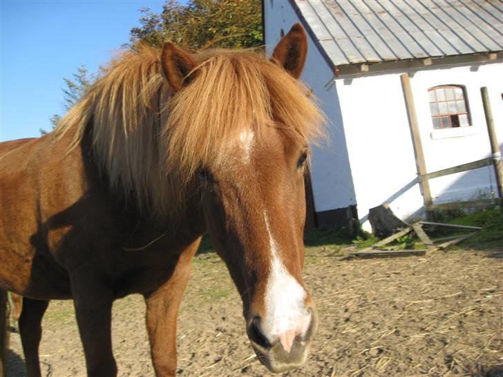 Islænder Jófrid fra GL.essenrup. billede 12