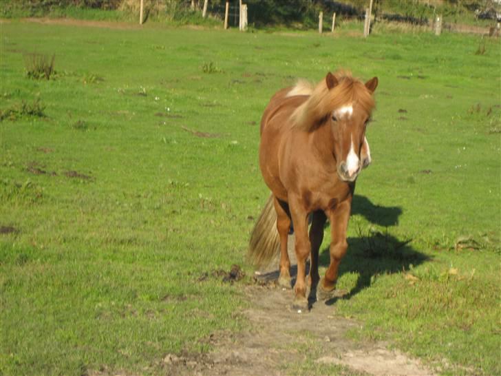 Islænder Jófrid fra GL.essenrup. billede 13