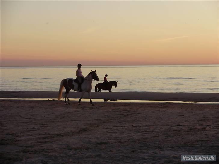 Anden særlig race Red Alert SOLGT :'/ - Red&Jeg nede bagved i vandet :D - Du er speciel som ingen andre :-* billede 6