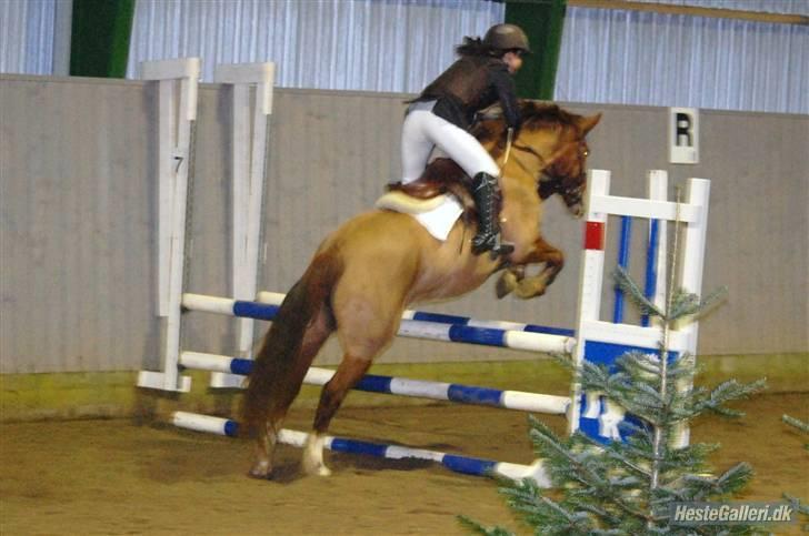 Anden særlig race Red Alert SOLGT :'/ - Eddie og ellen i sindal. Sidste stævne :´( Du betyder alt pony! <3 billede 7