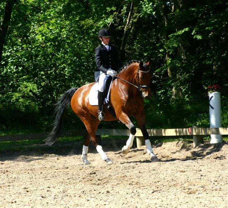 Trakehner Hiohito - Min smukke trakehner, galop, Davinde <3 1.06.09 Af Joan :) billede 6