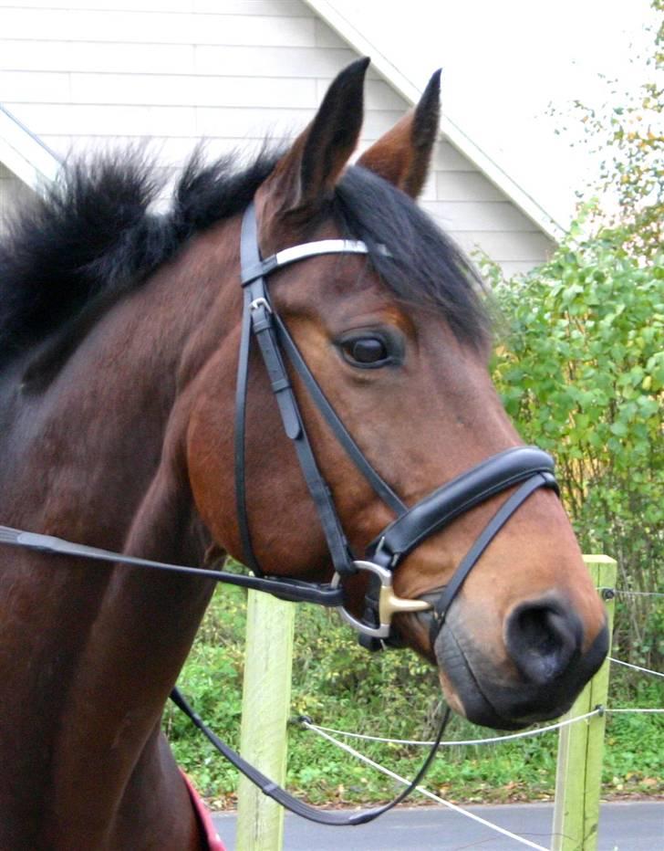 Trakehner Hiohito - Foto af Joan Kvolbæk billede 7