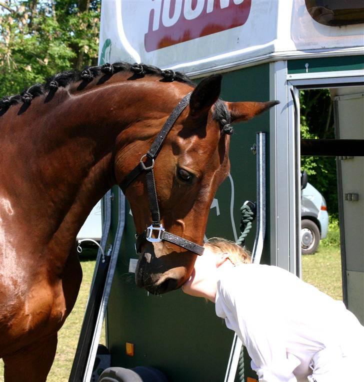 Trakehner Hiohito - Mig der prøver at kysse Hio med godbid i munden <3 Af Joan billede 8