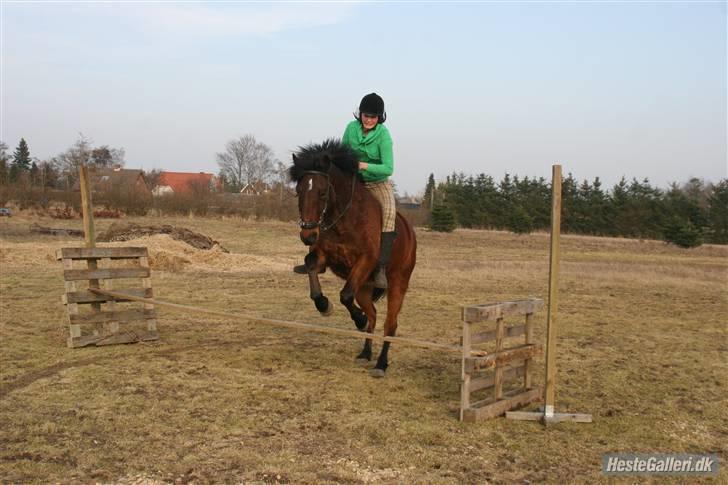 Anden særlig race Jobbe - Jobbe elsker at springe. Fotograf Randi billede 1