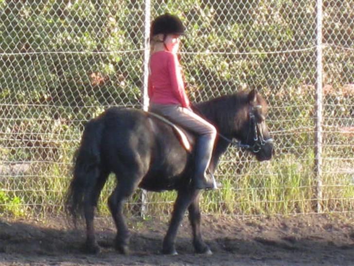 Shetlænder King Kong <3 billede 1