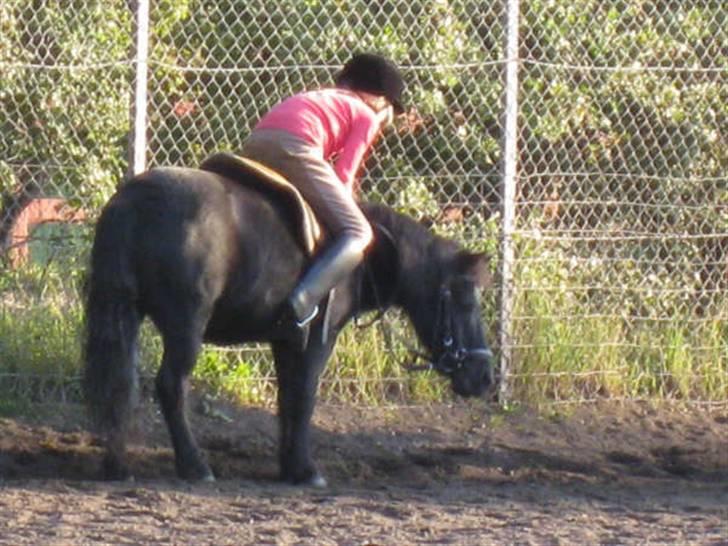 Shetlænder King Kong <3 billede 2