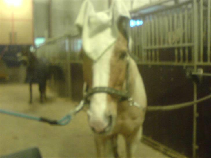 DSP Theo D. 2 *pensioneret* - hi hi han har fået hat på billede 3