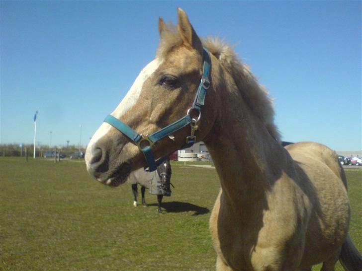 DSP Theo D. 2 *pensioneret* - Theo ude på marken billede 4