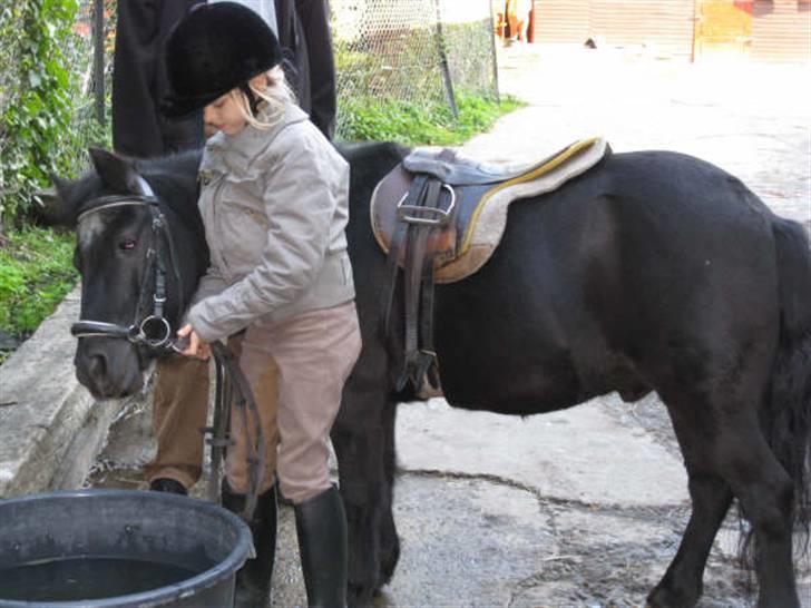 Shetlænder King Kong <3 - Så drikker vi lige lidt vand ;b billede 3