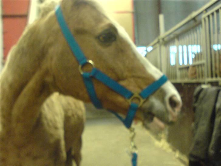 DSP Theo D. 2 *pensioneret* - theo inde på staldgangen billede 5