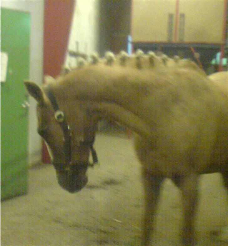 DSP Theo D. 2 *pensioneret* - klar til stævnexD billede 7