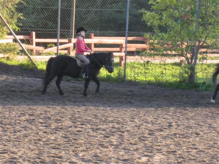 Shetlænder King Kong <3 billede 4