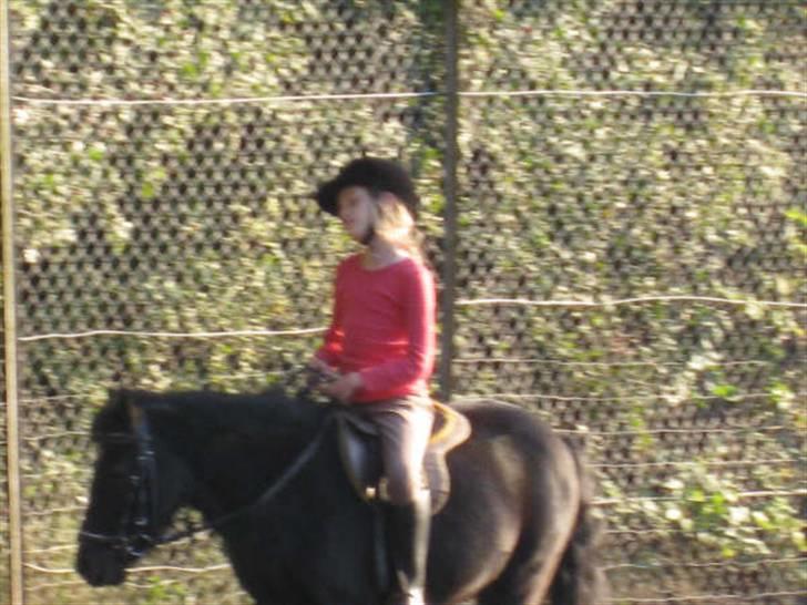 Shetlænder King Kong <3 billede 5