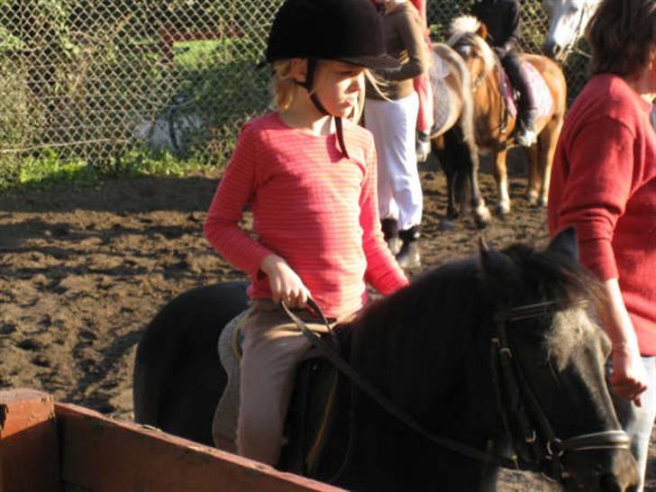 Shetlænder King Kong <3 billede 6