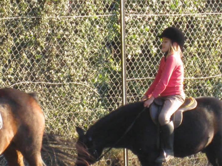 Shetlænder King Kong <3 billede 7