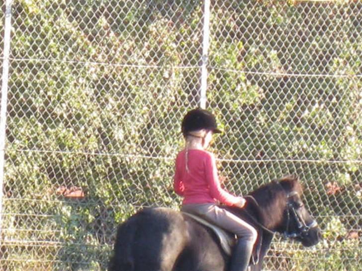 Shetlænder King Kong <3 billede 8