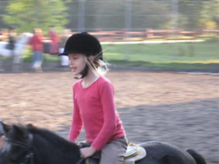 Shetlænder King Kong <3 - Lidt Galop, bare ærgeligt at man kan se mere af Kongen <3 billede 10